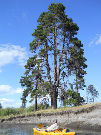 Landmark Tree