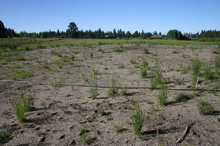 Meadow Poor in Some Areas