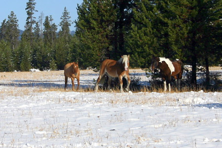 Snow in the Pasture