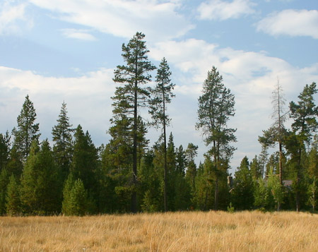 Lodgepole Pines