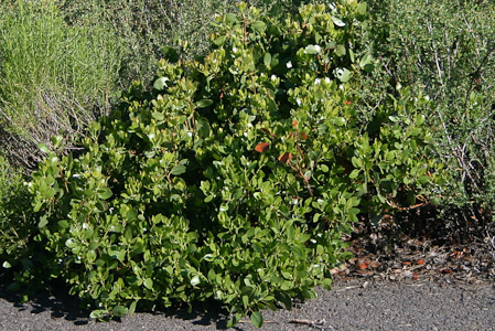 Manzanita