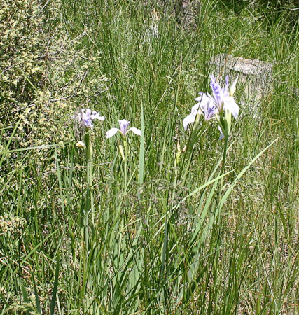 Wild Iris (probably Blue Flag)
