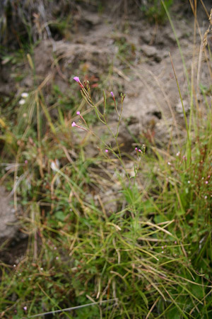 Parched Fireweed