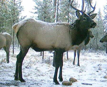 Elk Stag